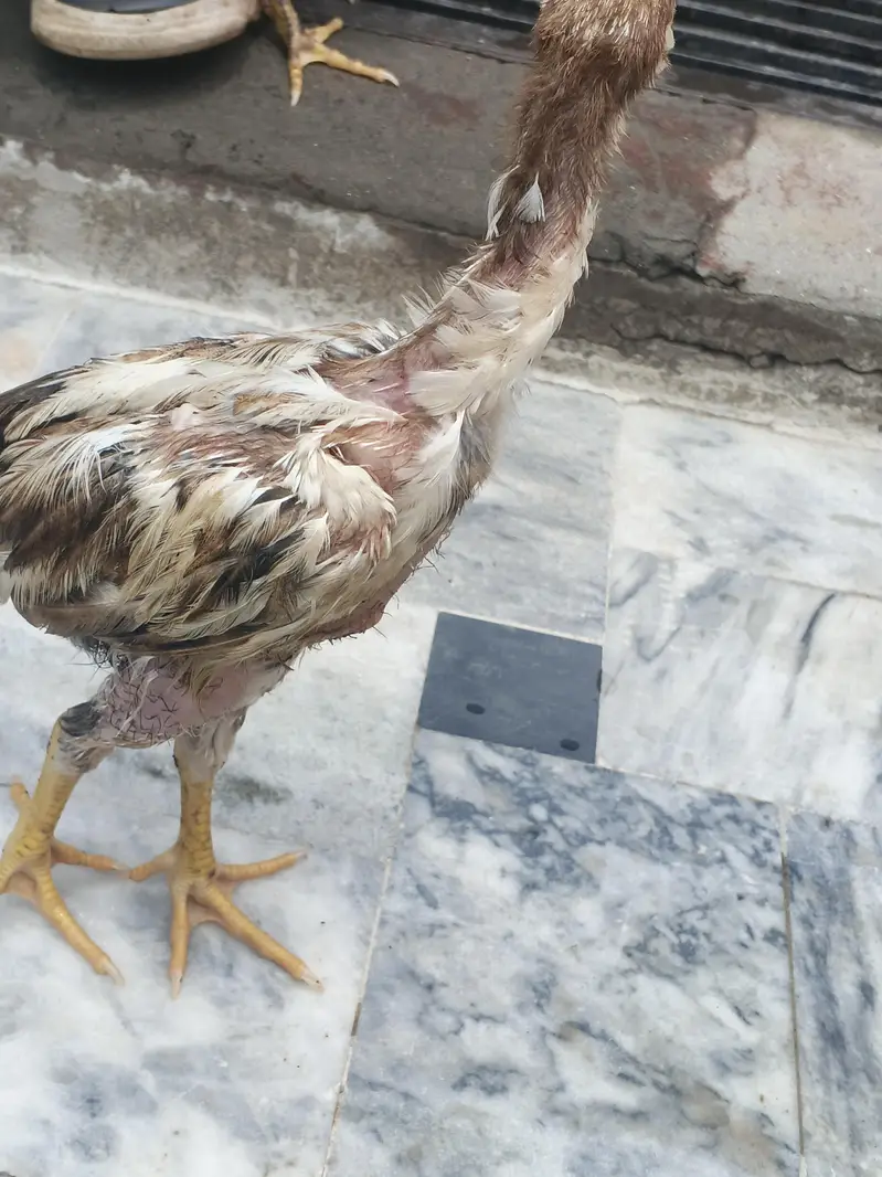 Aseel Hens and cage — photo 10