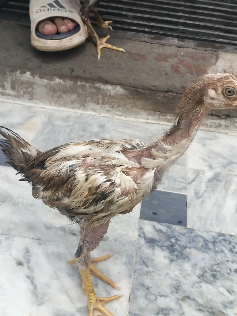 Aseel Hens and cage — photo 11