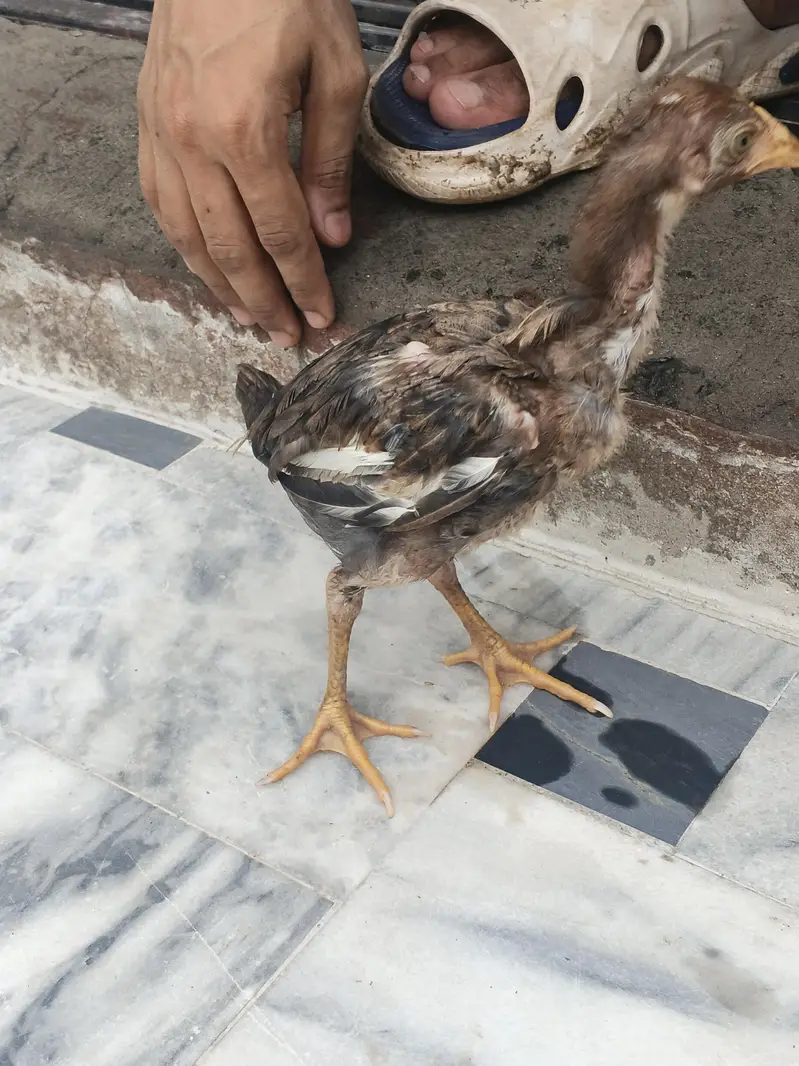 Aseel Hens and cage — photo 12