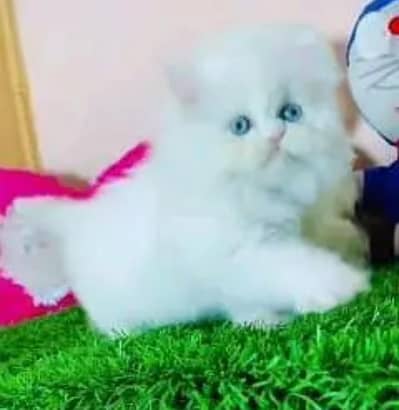 (Persian female kitten) (for sale all) (Pakistan delivery available)