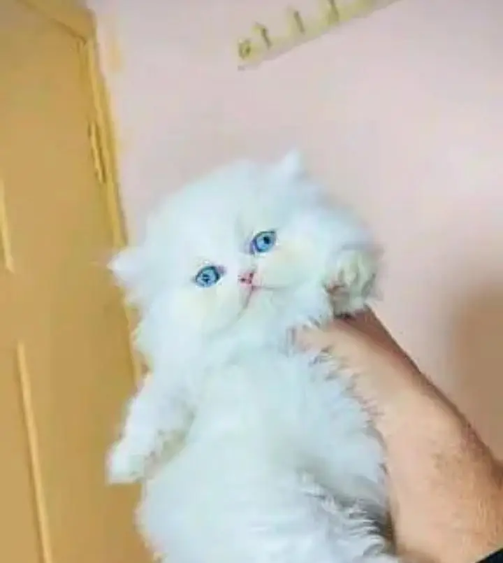 (Persian female kitten) (for sale all) (Pakistan delivery available) — photo 2