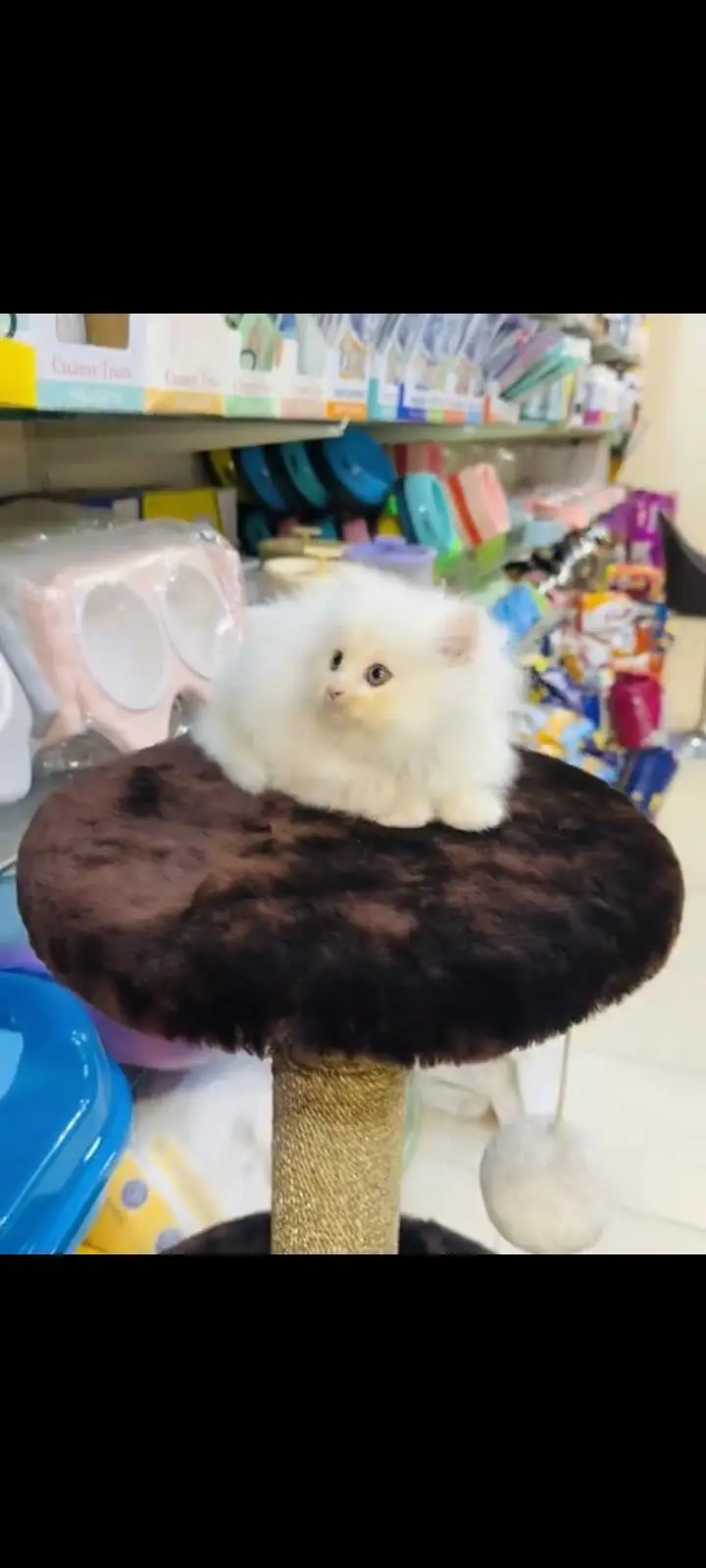 persian cat for sale — photo 2