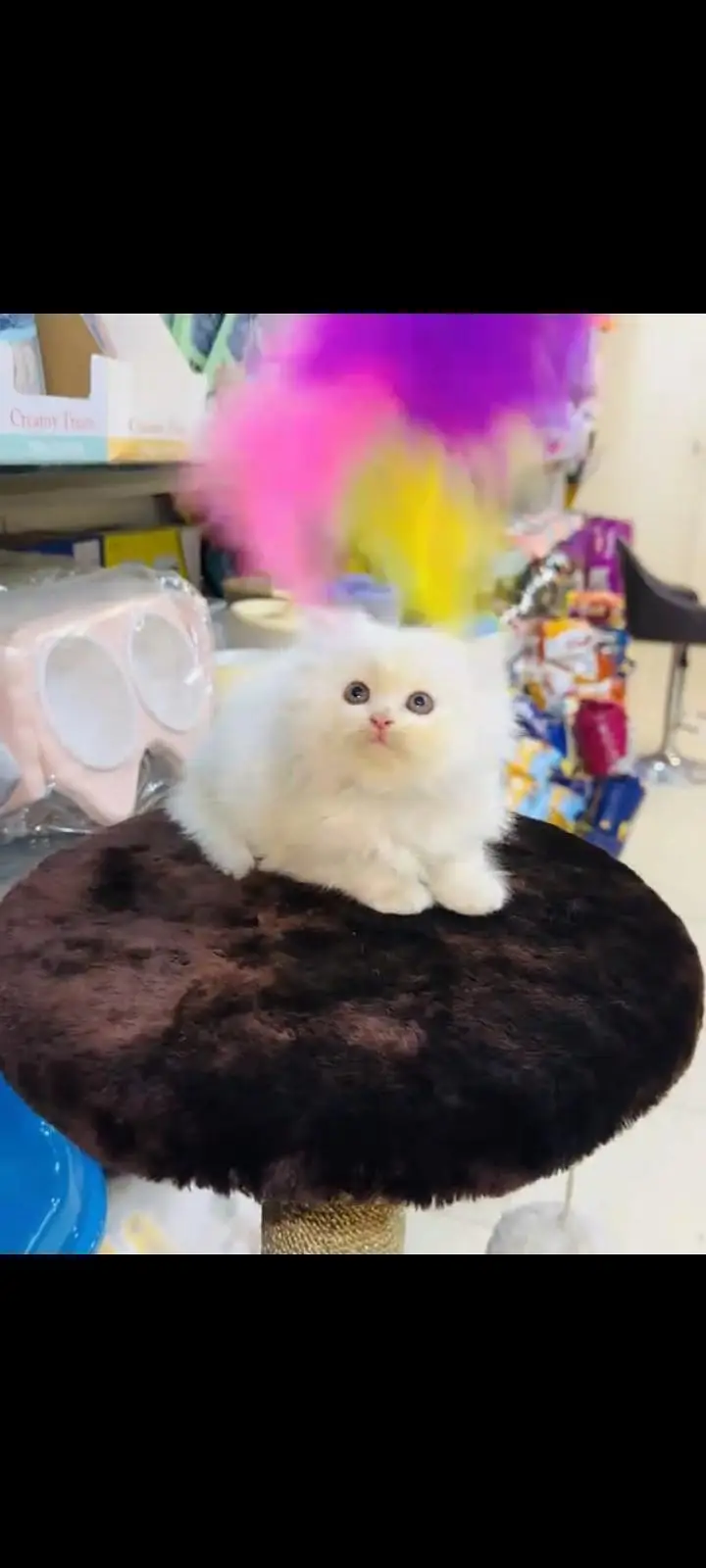 persian cat for sale — photo 3