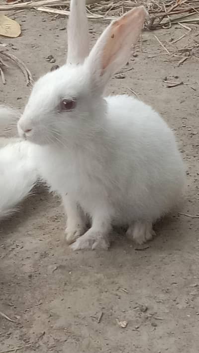 New Zealand Rabbit