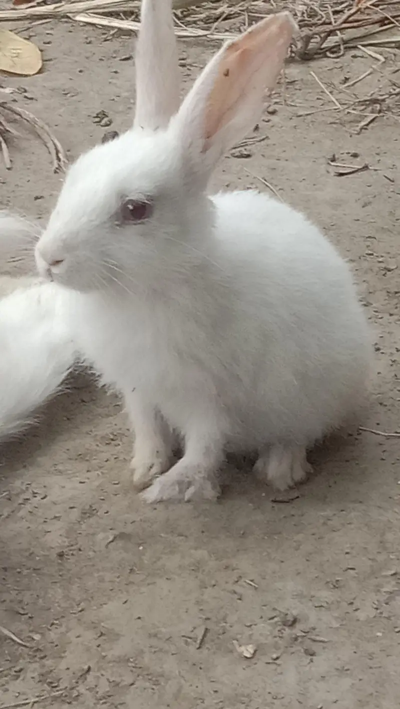 New Zealand Rabbit