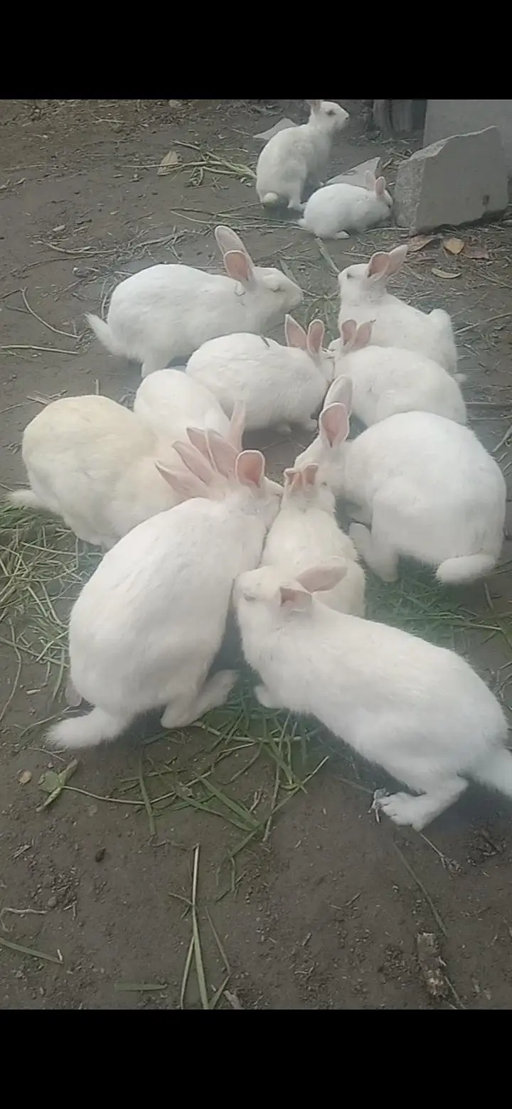 New Zealand Rabbit — photo 2