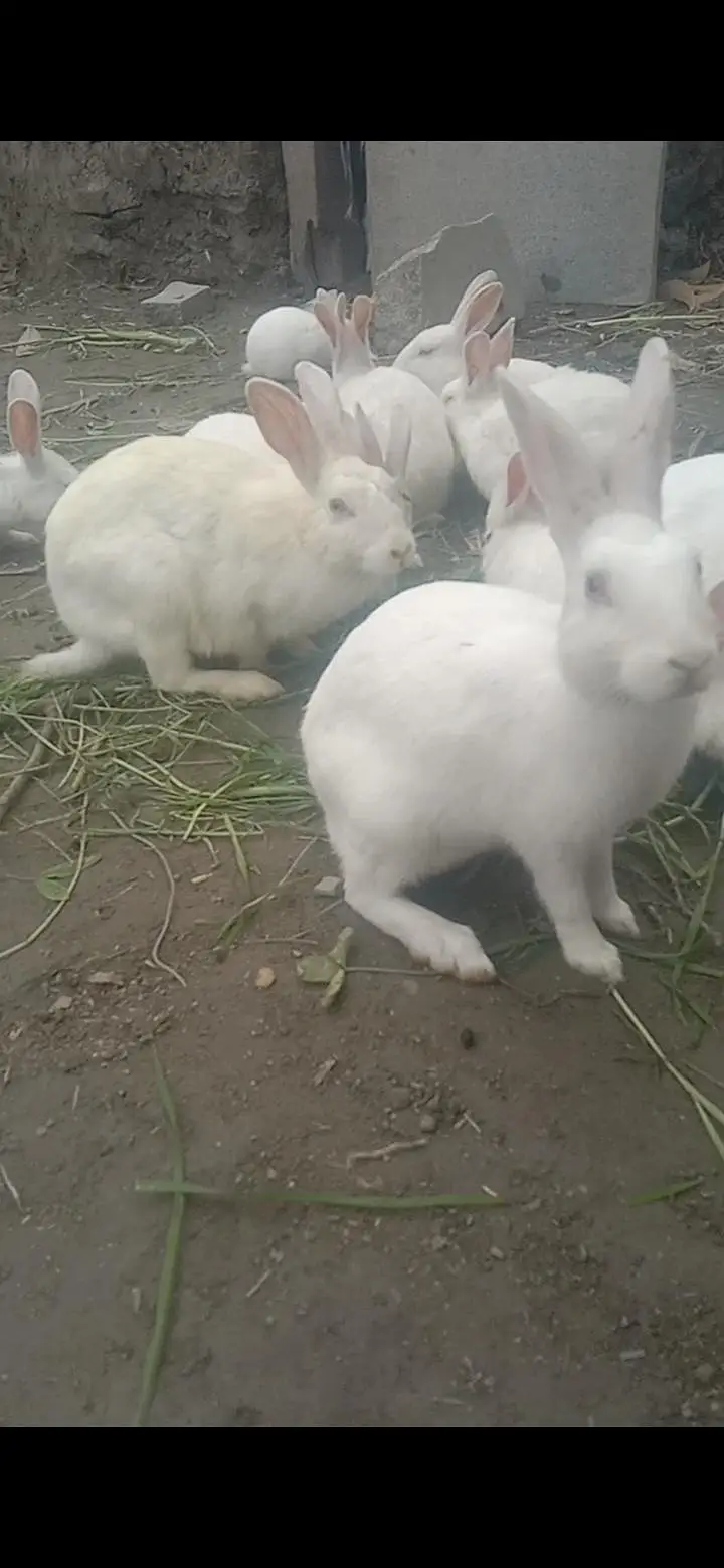 New Zealand Rabbit — photo 3