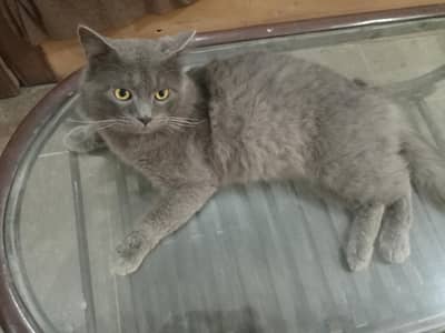 British shorthair cat for sale