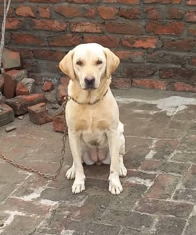 Labrador Retriever