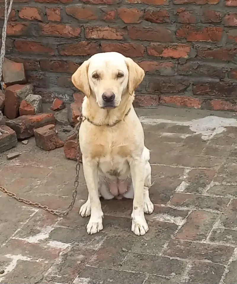 Labrador Retriever
