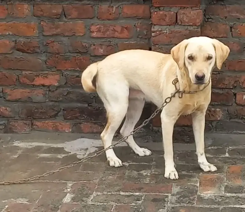 Labrador Retriever — photo 2