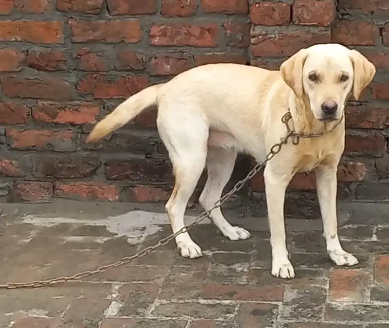 Labrador Retriever — photo 3