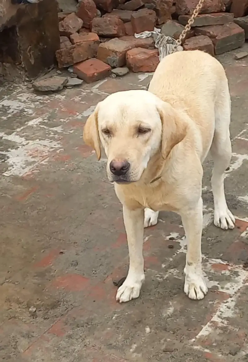Labrador Retriever — photo 4