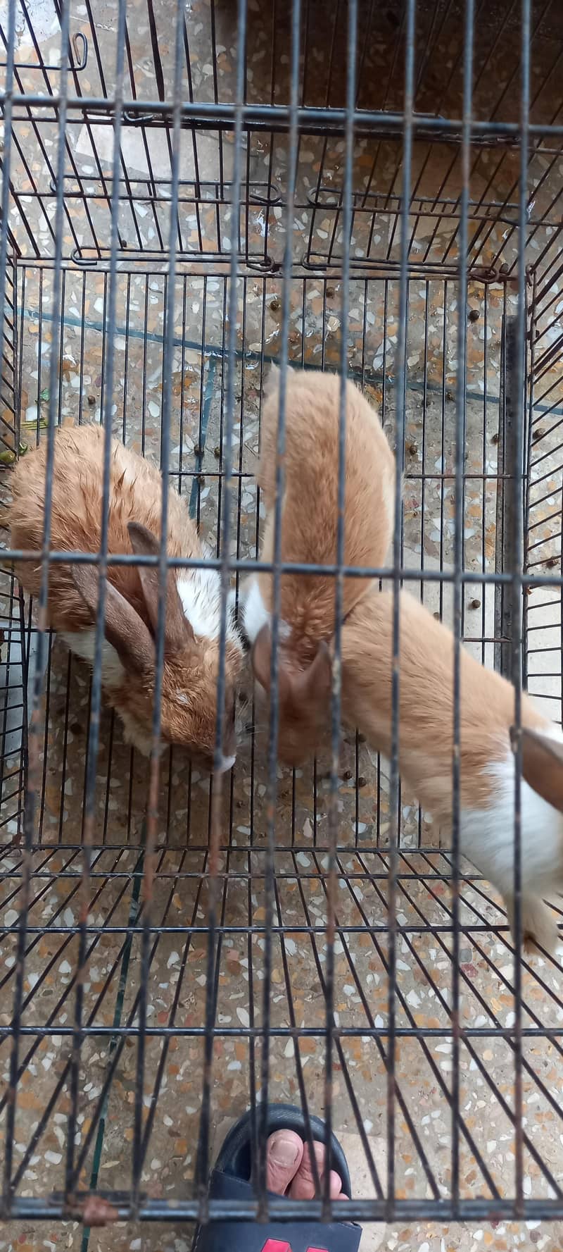 rabbits 0