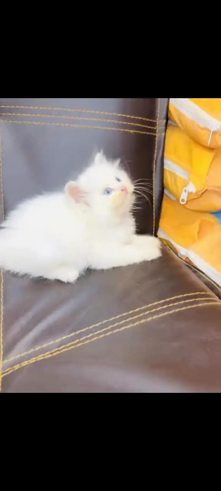 persian cat for sale — photo 2