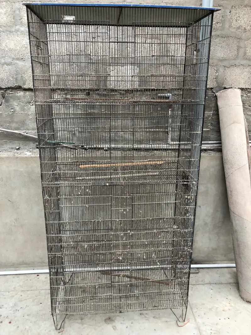 LoveBirds  & cages — photo 2