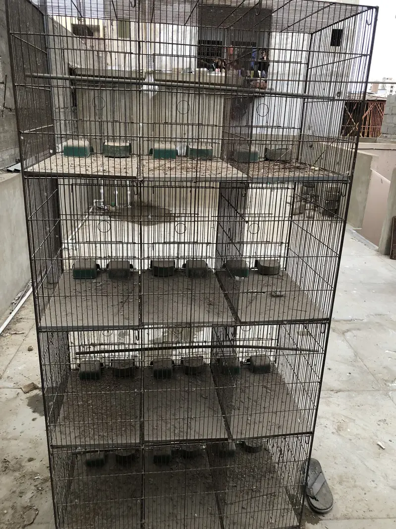 LoveBirds  & cages — photo 5
