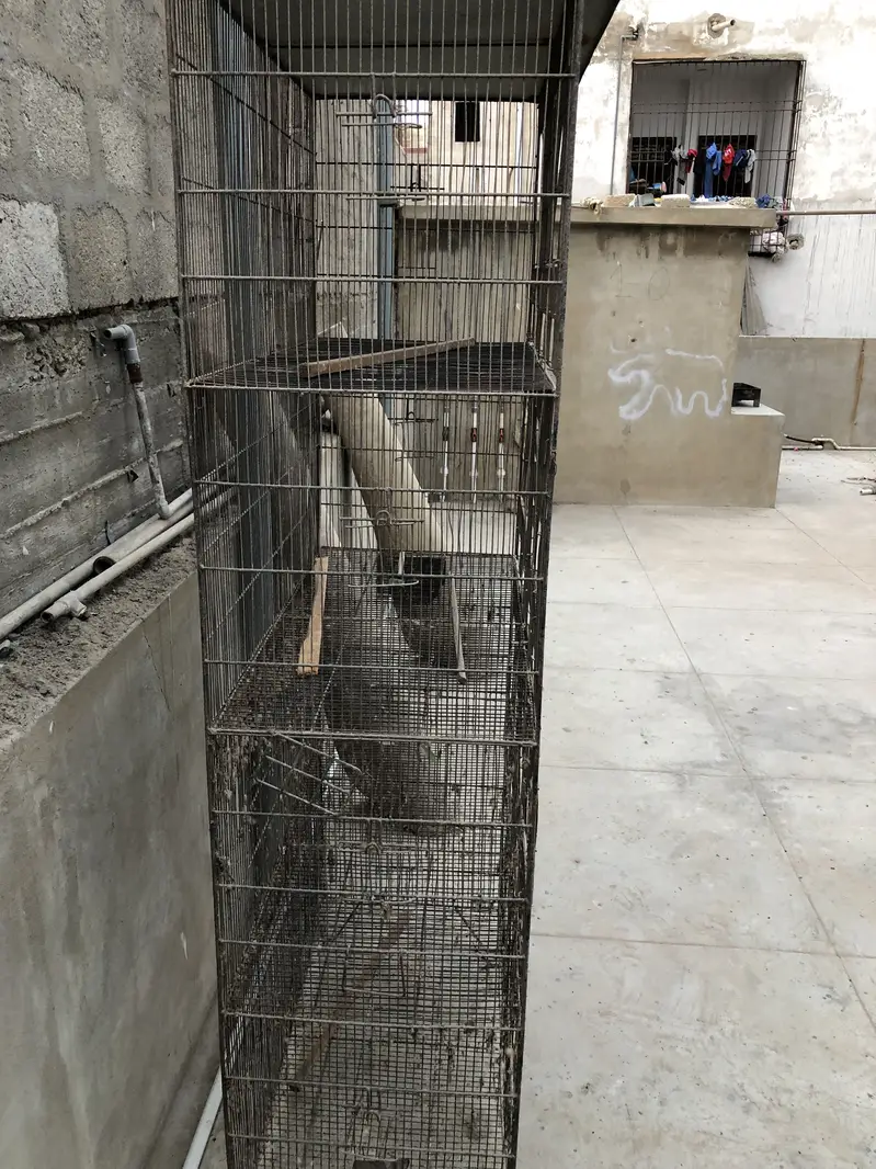 LoveBirds  & cages — photo 6