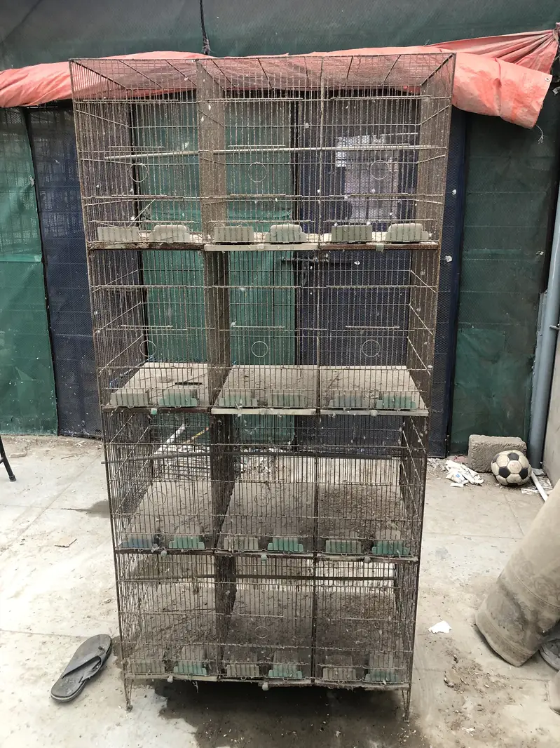 LoveBirds  & cages — photo 7