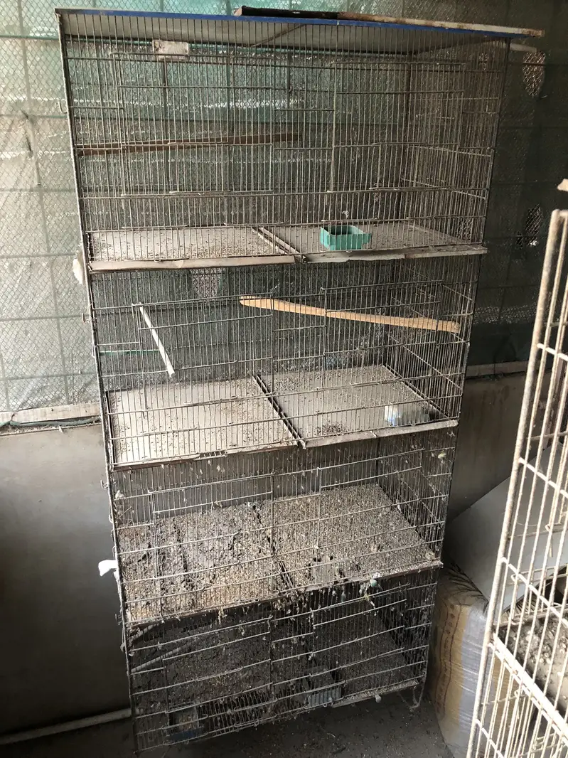 LoveBirds  & cages — photo 8