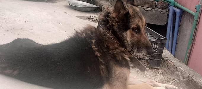 best guard dog for sale or exchange