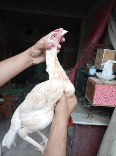 Pure Aseel quality hens