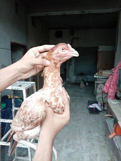 Pure Aseel quality hens