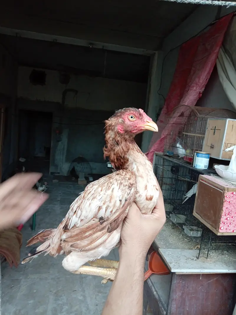 Pure Aseel quality hens — photo 3
