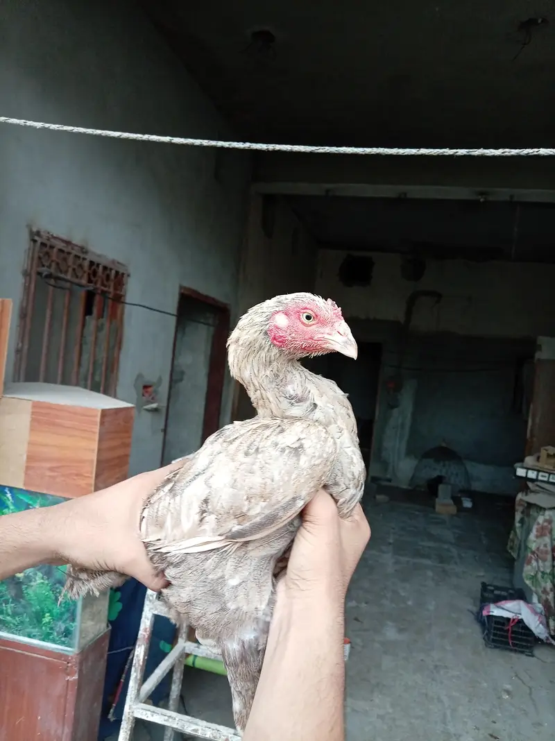 Pure Aseel quality hens — photo 4
