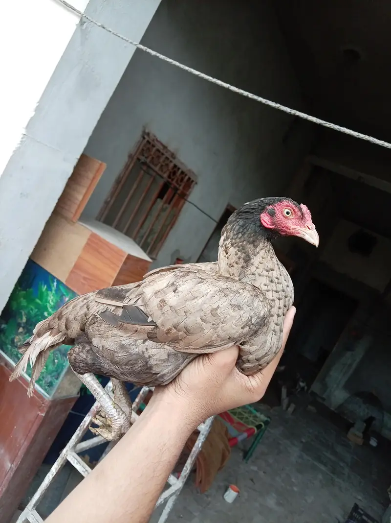 Pure Aseel quality hens — photo 5