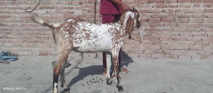 Pure Makhi Cheena Bakra 5 maheena