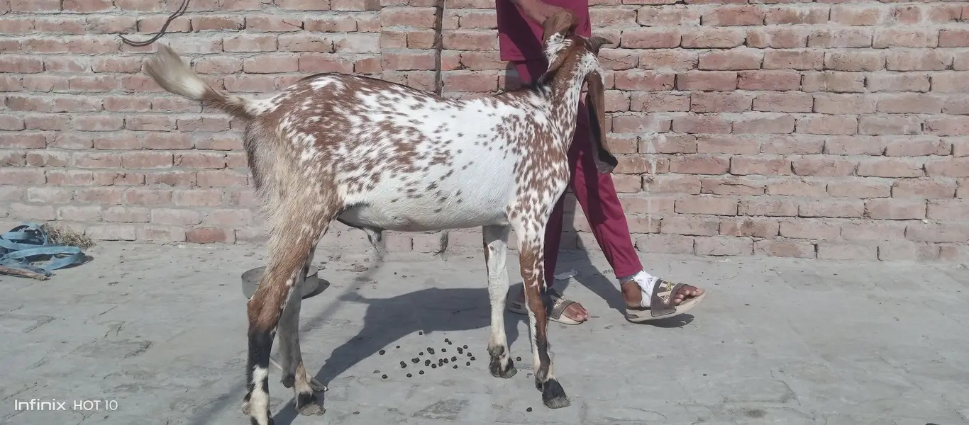Pure Makhi Cheena Bakra 5 maheena — photo 2