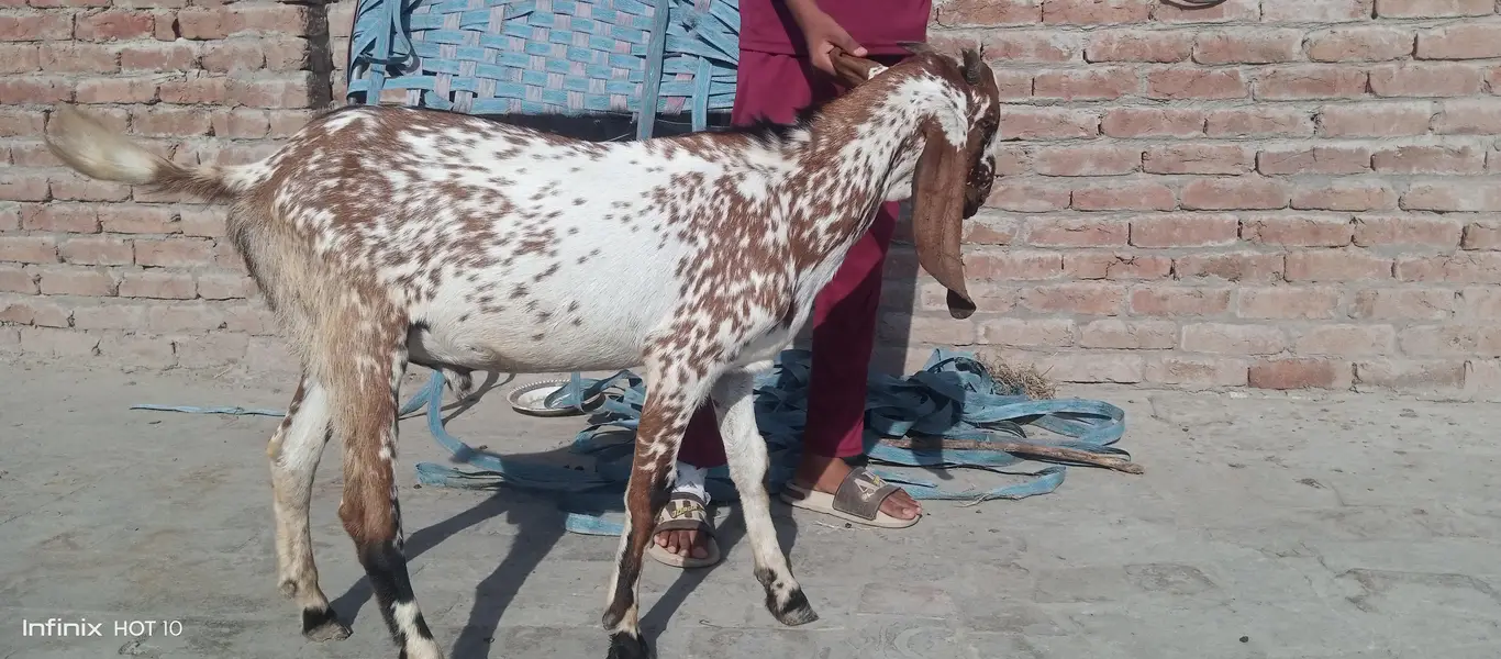 Pure Makhi Cheena Bakra 5 maheena — photo 3