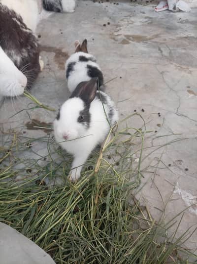 cute baby rabbits