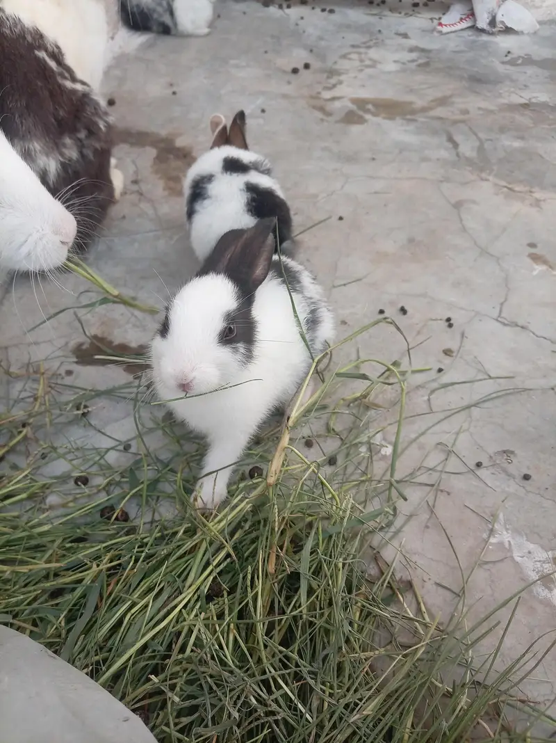 cute baby rabbits
