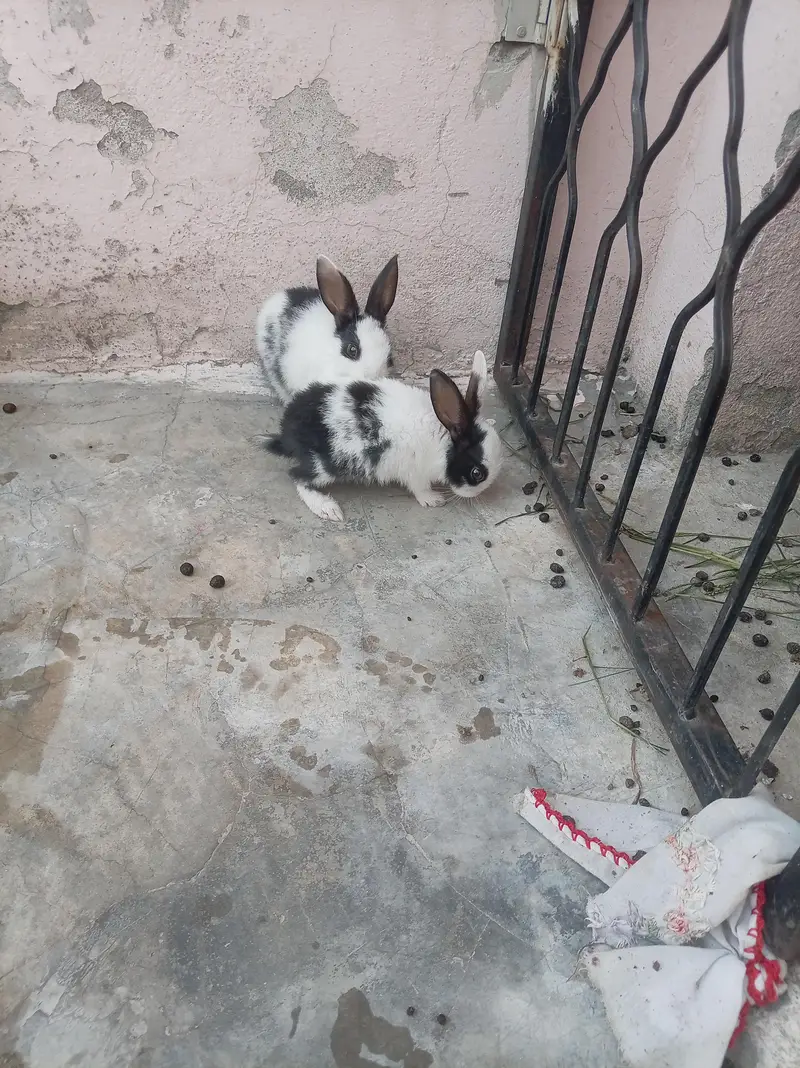 cute baby rabbits — photo 2