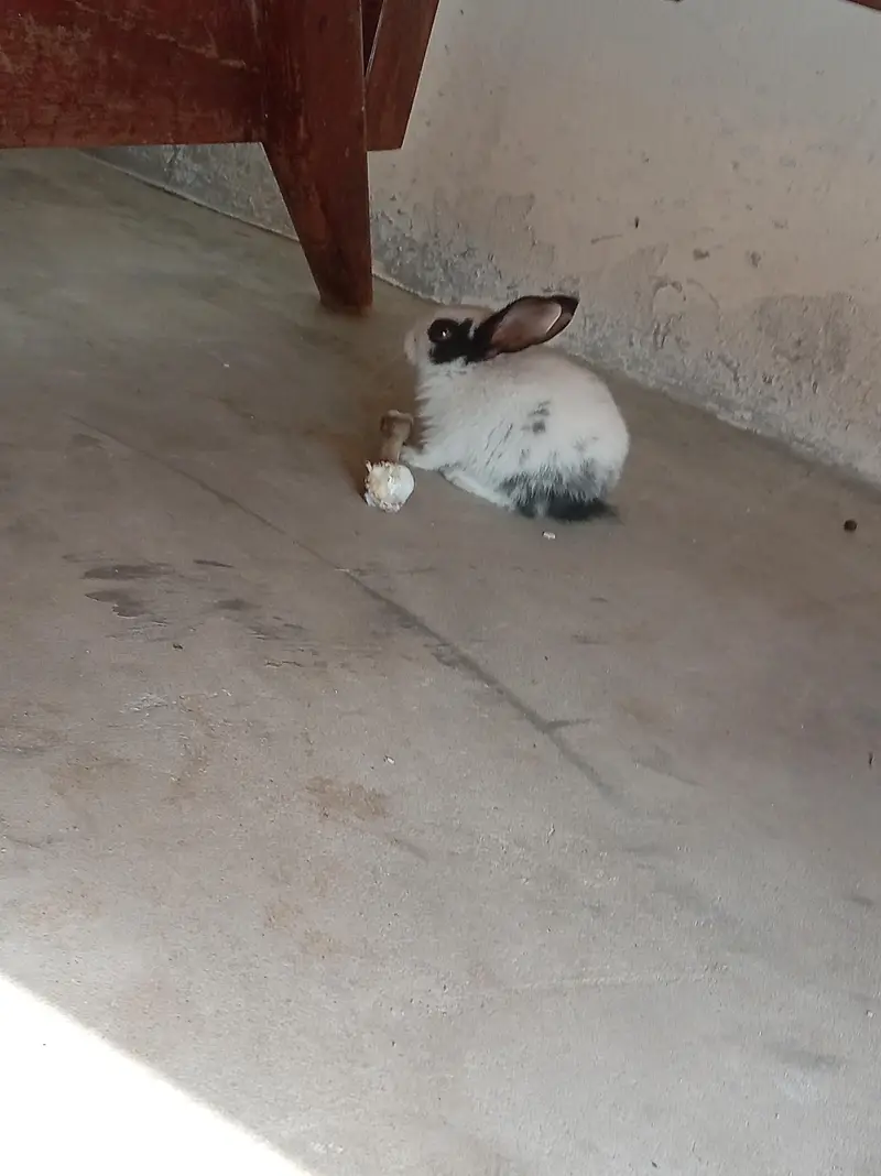 cute baby rabbits — photo 3