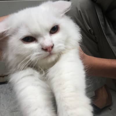 Persian kitten for sale