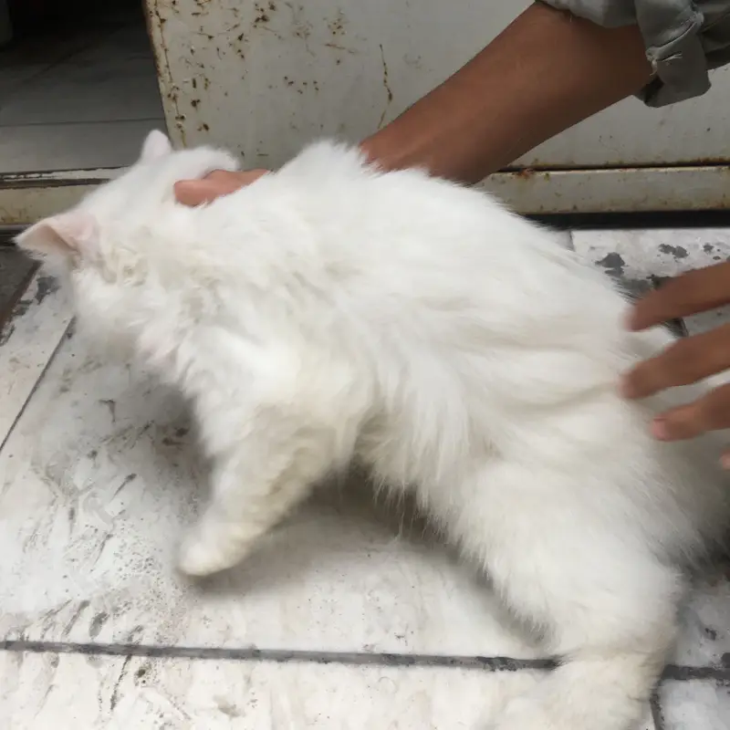 Persian kitten for sale — photo 3