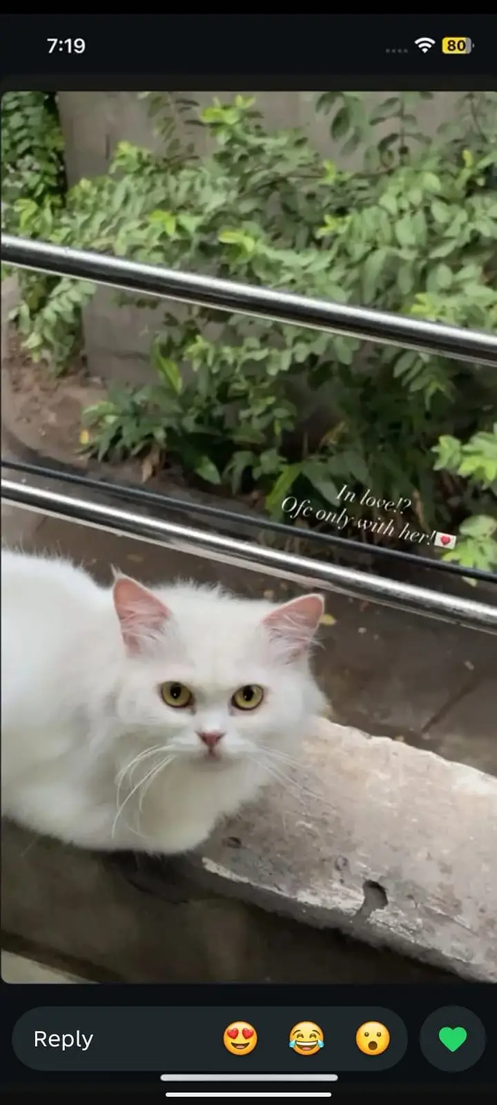 Persian kitten for sale — photo 5