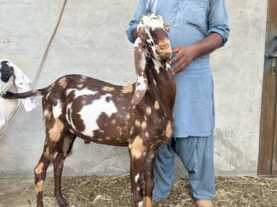 Bakra beetal for sale