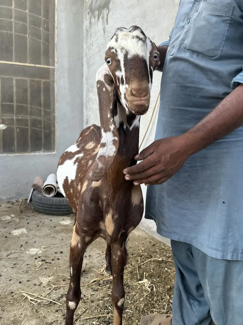 Bakra beetal for sale — photo 2