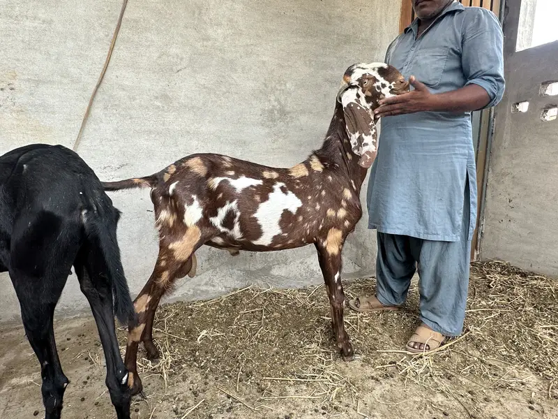 Bakra beetal for sale — photo 3