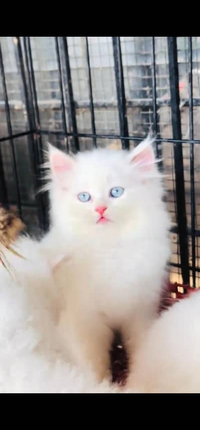 Quality Persian Punch face cat & kittens 03495425573 WhatsApp