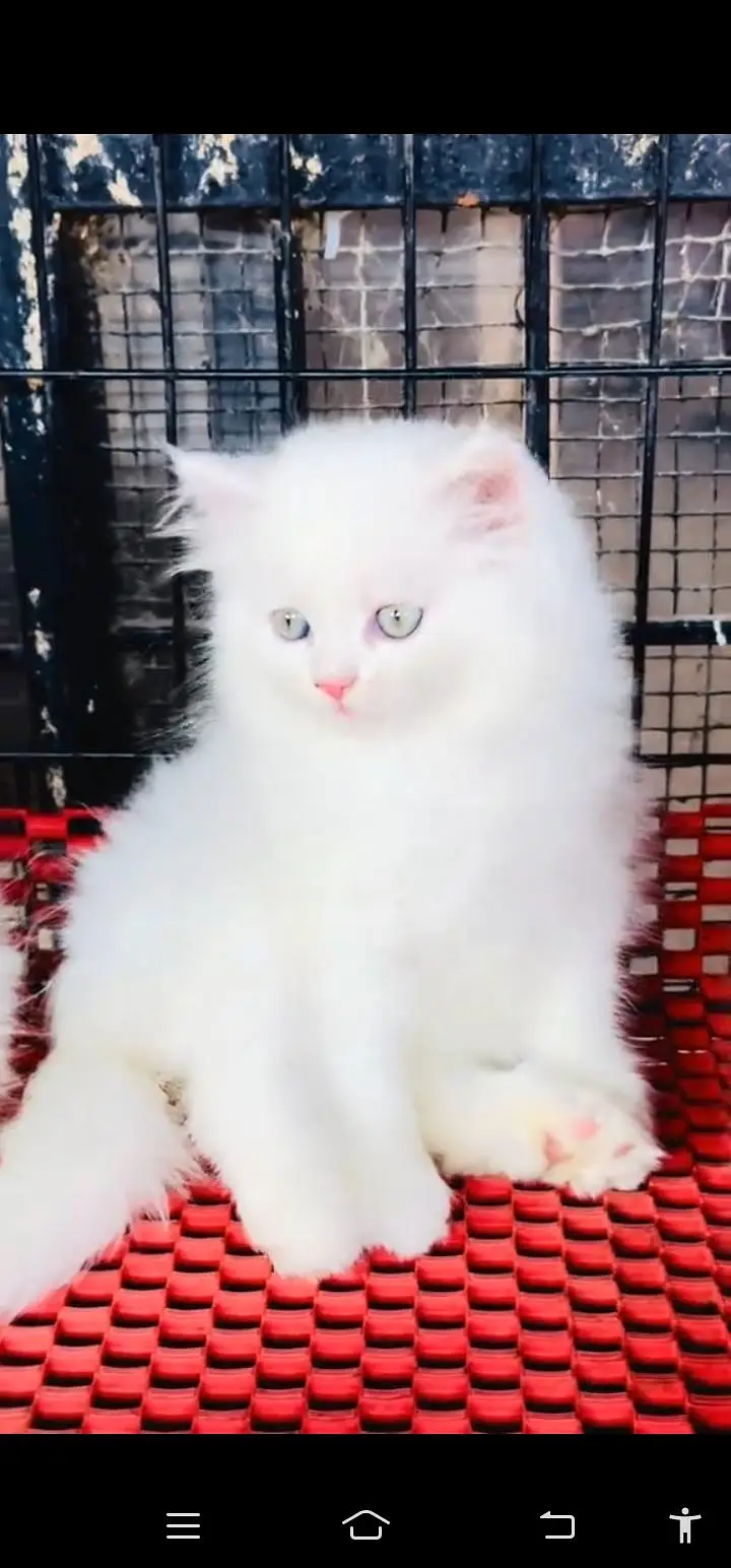Quality Persian Punch face cat & kittens 03495425573 WhatsApp — photo 2
