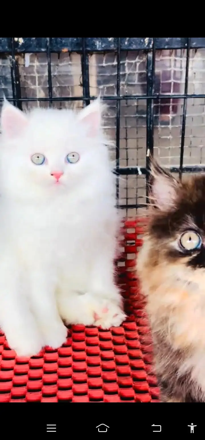 Quality Persian Punch face cat & kittens 03495425573 WhatsApp — photo 3