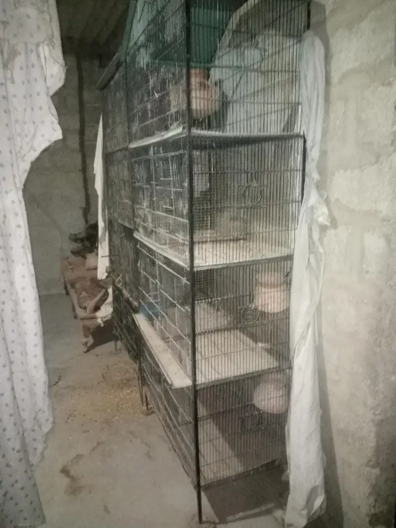 Bird cage — photo 3