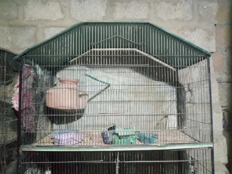 Bird cage — photo 4