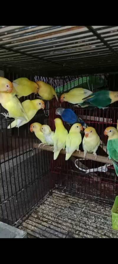 Lovebird java cocktail conure dove duck hens