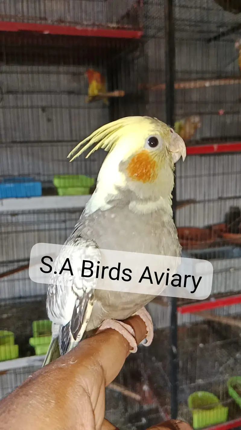 Lovebird java cocktail conure dove duck hens — photo 4